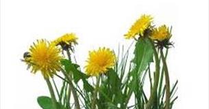 'Friend or Foe' Medicinal uses of local "Weeds" - Rainhall Centre