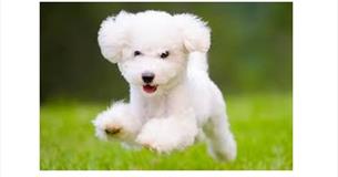 Family Fun Day & Dog Show