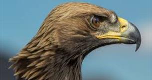 Good Friday - Critters 2 You & Birds of Prey