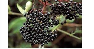 Forage Walk - Wycoller