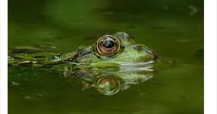 Wycoller Pond Dipping