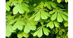 Discover Wycoller's Trees