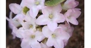 Wycoller Wildflowers