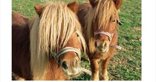 Pony World at Thornton Hall Farm