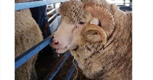 Trawden Show - 2016