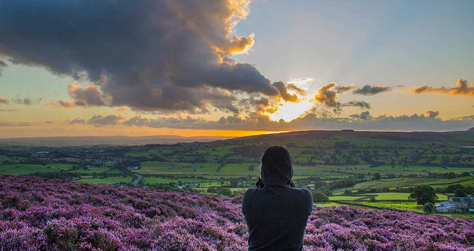 Panoramic Picture of Pendle countryside with heather