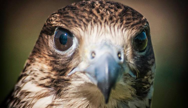 Easter Monday - Birds of Prey