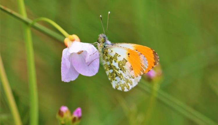 Talk by member of Lancashire Wildlife Trust