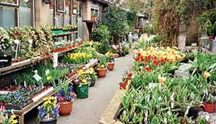Reedley Nursery