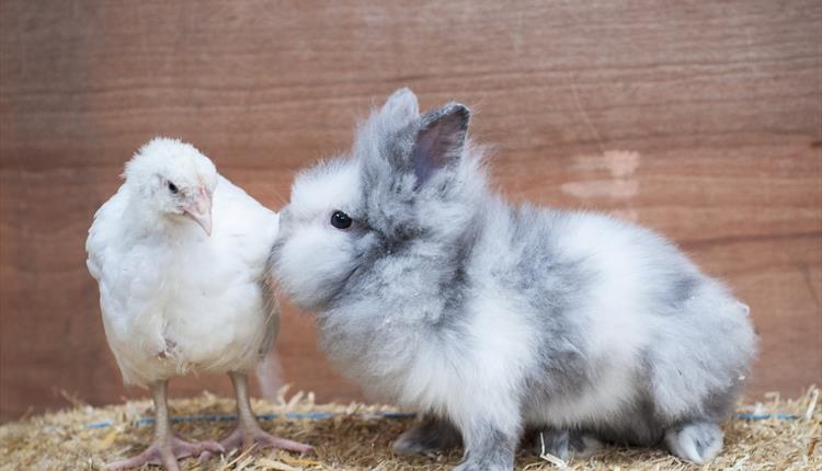 Easter Farm Fun and Special Events at Thornton Hall Farm