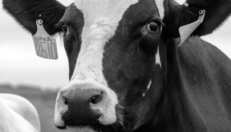 Liverpool Cow Keepers