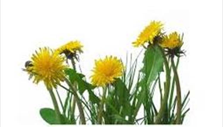 'Friend or Foe' Medicinal uses of local "Weeds" - Rainhall Centre