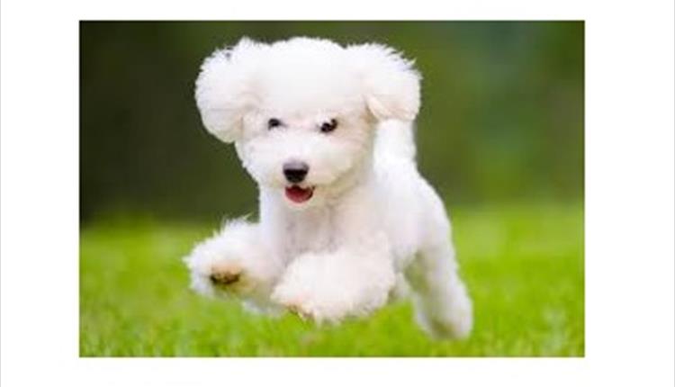 Family Fun Day & Dog Show