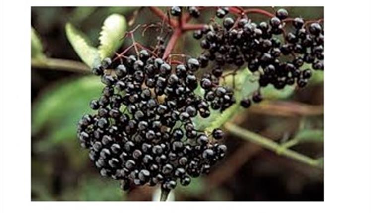 Forage Walk - Wycoller