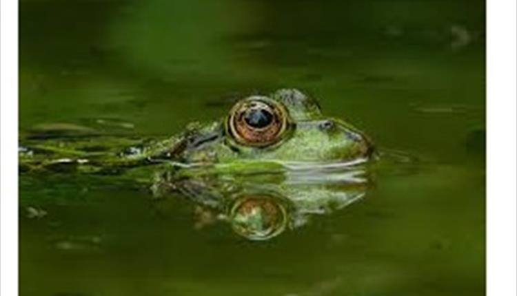 Wycoller Pond Dipping 