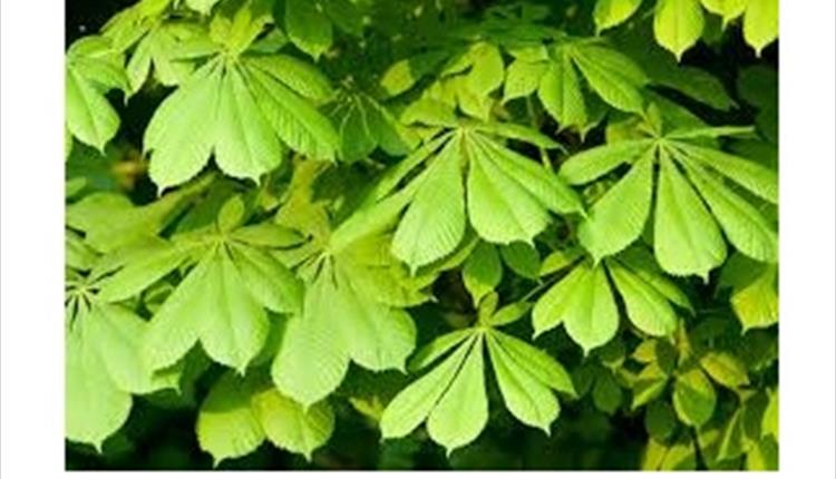 Discover Wycoller's Trees