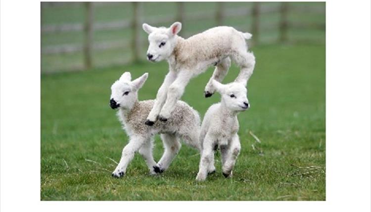 Mother's Day at Thornton Hall Farm