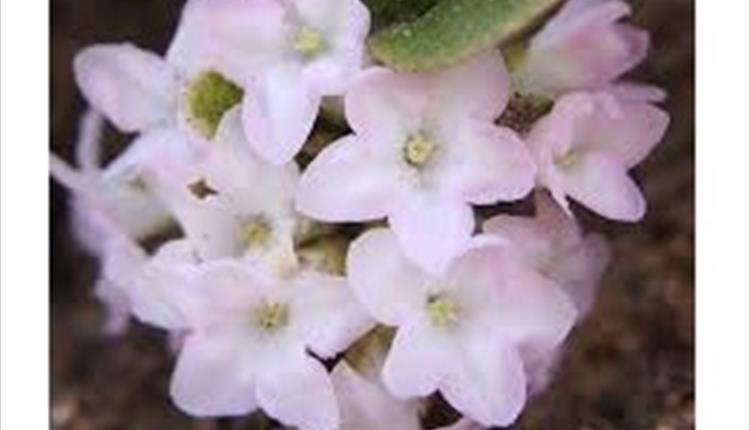 Flower Exploration in Wycoller