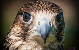 Spectacular Birds of Prey