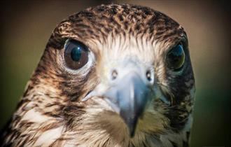 Easter Monday - Birds of Prey