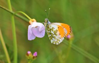 Talk by member of Lancashire Wildlife Trust