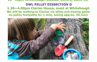Owl Pellets - whats in them?