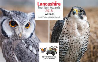 Birds of Prey at Thornton Hall Country Park