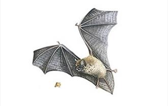 Bat Walk - Wycoller