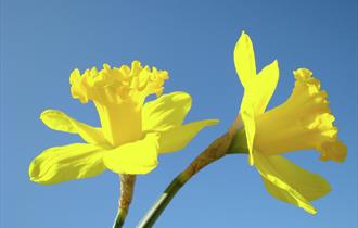 'Out & About' Spring Fair - Colne Muni