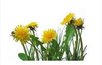 'Friend or Foe' Medicinal uses of local "Weeds" - Rainhall Centre