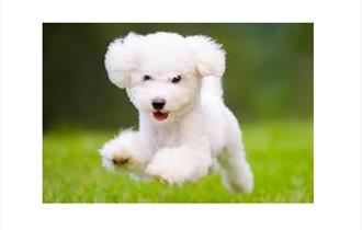 Family Fun Day & Dog Show