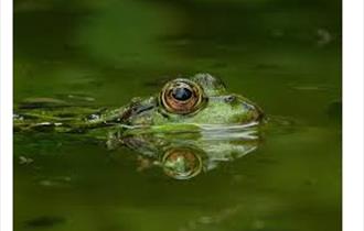 Wycoller Pond Dipping