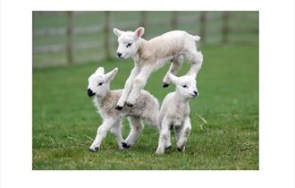 Mother's Day at Thornton Hall Farm