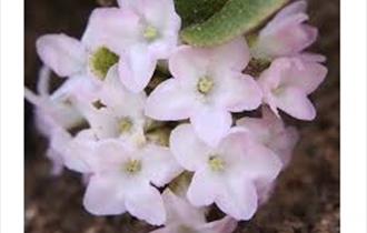 Wycoller Wildflowers