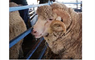 Trawden Show - 2016