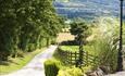 Down the lane