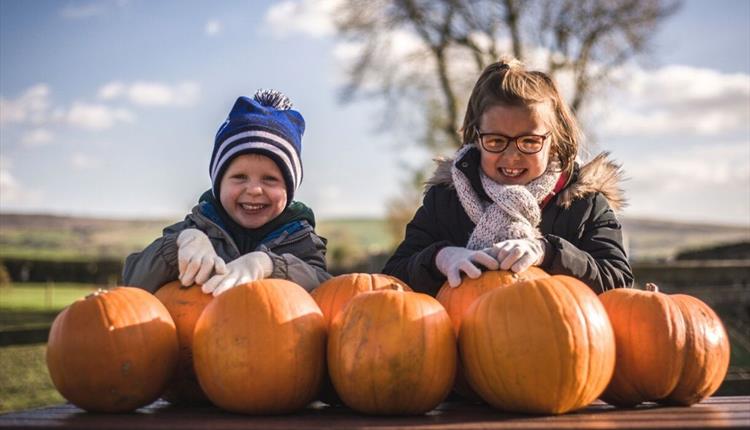 Halloween and Pumpkin Picking Patch at Thornton Hall Country Park