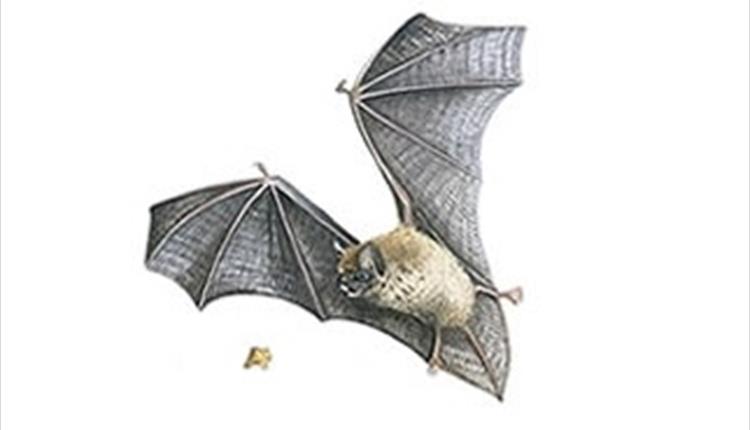 Bat Walk - Wycoller