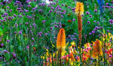 Burghley_garden_flowers