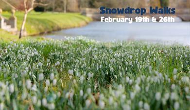 Deene Park Snowdrops