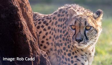 An Extraordinary Summer Day Out Animal Image
