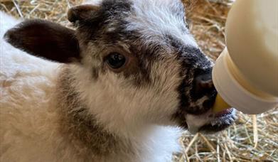 VIP lambing experience - bottle feeding lambs