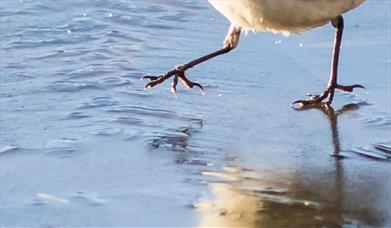 Winter Bird Walk at Nene Park