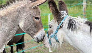 two donkeys facing each other.