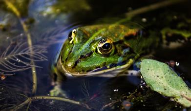 Youth Wild Workshop - Pond Dip & Bioblitz