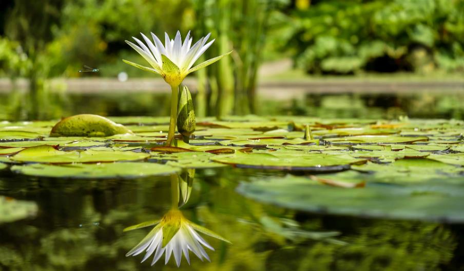 Pond stock