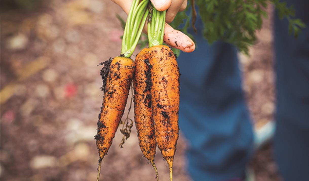 carrots in hand with soil on