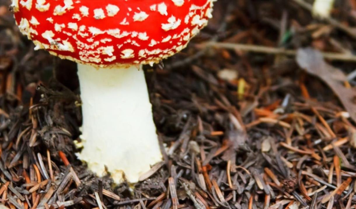Funghi Foray