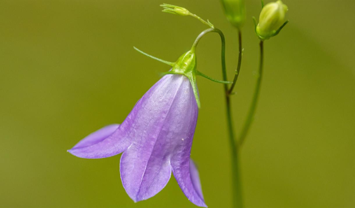 Harebell