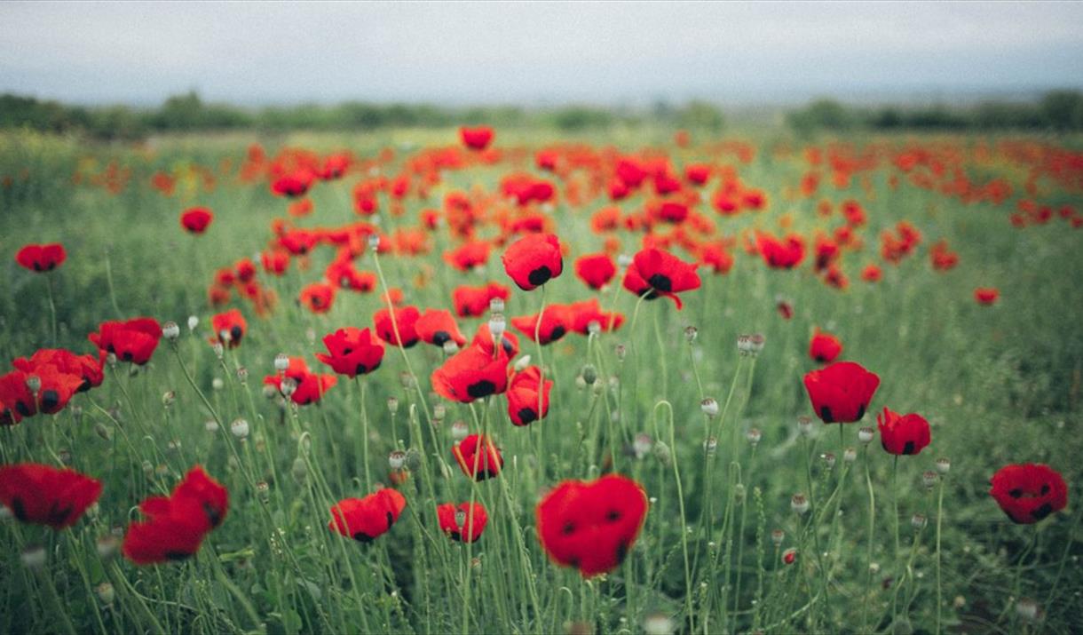 Poppy field - in remembrance on 11 November and Sunday 14 November.